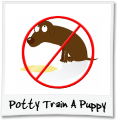 Potty Train A Puppy